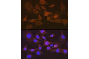 Immunofluorescence (IF) image for anti-Eukaryotic Translation Initiation Factor 2B, Subunit 5 Epsilon, 82kDa (EIF2B5) antibody (ABIN7267038)