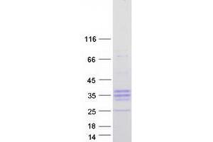 Validation with Western Blot (PRSS55 Protein (Transcript Variant 2) (Myc-DYKDDDDK Tag))