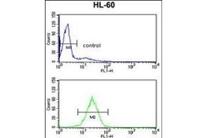 HSD17B7 Antibody (N-term) (ABIN390725 and ABIN2840999) flow cytometry analysis of HL-60 cells (bottom histogram) compared to a negative control cell (top histogram).