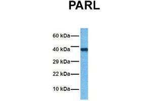 Western Blotting (WB) image for anti-Presenilin Associated, Rhomboid-Like (PARL) (N-Term) antibody (ABIN2782038)