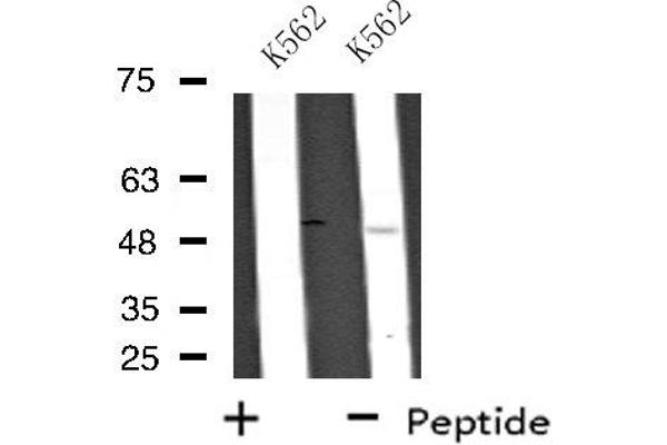 UBFD1 antibody  (Internal Region)