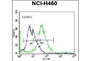 PELI3 Antibody (N-term) (ABIN657376 and ABIN2846422) flow cytometric analysis of NCI- cells (right histogram) compared to a negative control cell (left histogram). (Pellino 3 antibody  (N-Term))