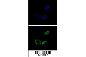 Confocal immunofluorescent analysis of NR0B2 Antibody with HepG2 cell followed by Alexa Fluor 488-conjugated goat anti-rabbit lgG (green).
