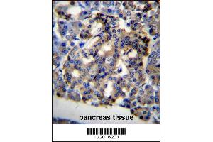 C10orf2 Antibody immunohistochemistry analysis in formalin fixed and paraffin embedded human pancreas tissue followed by peroxidase conjugation of the secondary antibody and DAB staining. (C10orf2 antibody  (C-Term))