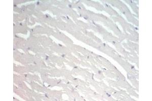 Rat heart issue was stained by pre-immuno serum (Adiponectin Receptor 2 antibody  (AA 374-386))
