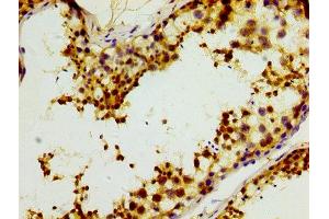 IHC image of ABIN7156385 diluted at 1:400 and staining in paraffin-embedded human testis tissue performed on a Leica BondTM system. (ITM2B antibody  (AA 81-148))