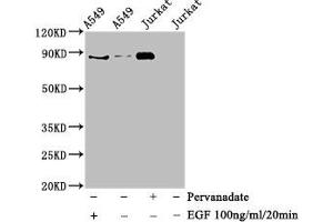 Western Blot Positive WB detected in A549 whole cell lysate,Jurkat whole cell lysate(treated with EGF or Pervanadate) All lanes Phospho-STAT3 antibody at 0. (Recombinant STAT3 antibody  (pTyr705))
