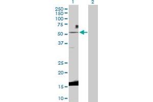 Western Blot analysis of WNT3 expression in transfected 293T cell line by WNT3 MaxPab polyclonal antibody. (WNT3 antibody  (AA 1-355))