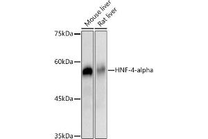 Western blot analysis of extracts of various cell lines, using HNF-4-alpha antibody (ABIN7267621) at 1:1000 dilution.