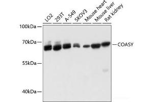 Western blot analysis of extracts of various cell lines using COASY Polyclonal Antibody at dilution of 1:3000. (COASY antibody)