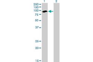 Western Blot analysis of ARNTL expression in transfected 293T cell line by ARNTL MaxPab polyclonal antibody. (ARNTL antibody  (AA 1-625))