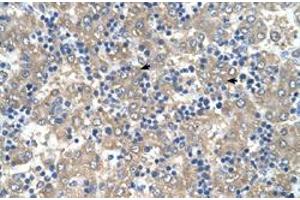 Immunohistochemical staining (Formalin-fixed paraffin-embedded sections) of human liver with C3orf10 polyclonal antibody  at 4-8 ug/mL working concentration. (BRK1 antibody  (Internal Region))