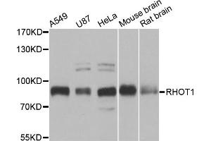 Western blot analysis of extracts of various cell lines, using RHOT1 antibody (ABIN5973450) at 1/1000 dilution. (RHOT1 antibody)