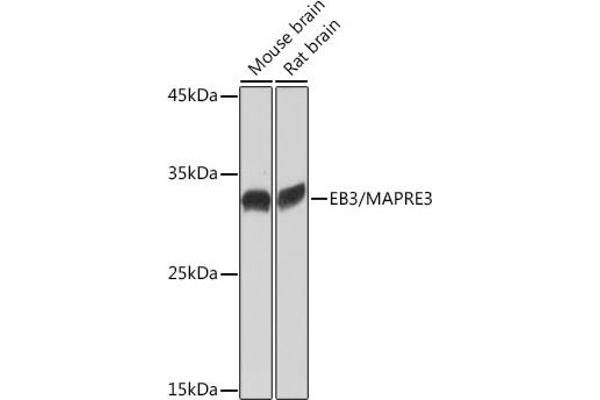 MAPRE3 antibody