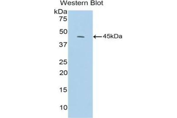 C3a antibody  (AA 671-748)