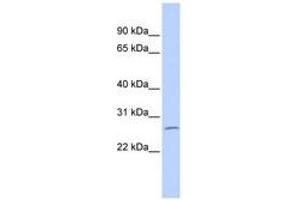 Image no. 1 for anti-Zinc Finger Protein 575 (ZNF575) (AA 72-121) antibody (ABIN6740385) (ZNF575 antibody  (AA 72-121))