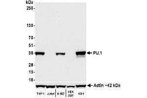 Western Blotting (WB) image for anti-Spleen Focus Forming Virus (SFFV) Proviral Integration Oncogene Spi1 (SPI1) (AA 1-50) antibody (ABIN7455165)