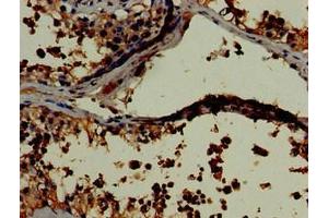 Immunohistochemistry of paraffin-embedded human testis tissue using ABIN7157798 at dilution of 1:100