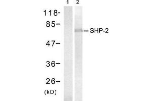 Western blot analysis of extracts from NIH/3T3 cells treated with insulin (100nM, 15min), using SHP-2 (Ab-542) antibody (E021319, Lane 1 and 2). (PTPN11 antibody)