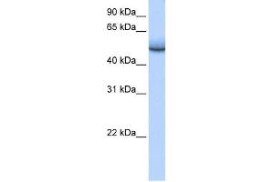WB Suggested Anti-ZNF486 Antibody Titration:  0. (ZNF486 antibody  (Middle Region))