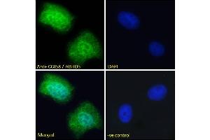 ABIN190850 Immunofluorescence analysis of paraformaldehyde fixed U2OS cells, permeabilized with 0. (ABHD5 antibody  (Internal Region))