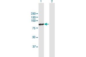 Western Blot analysis of POLH expression in transfected 293T cell line by POLH MaxPab polyclonal antibody. (POLH antibody  (AA 1-713))