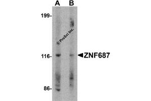 Western Blotting (WB) image for anti-Zinc Finger Protein 687 (ZNF687) (C-Term) antibody (ABIN1030830) (ZNF687 antibody  (C-Term))