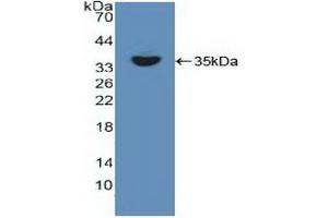 Western blot analysis of recombinant Human RELB. (RELB antibody  (AA 248-492))
