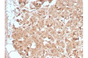 Formalin-fixed, paraffin-embedded human Pancreas stained with CELA3B Rabbit Recombinant Monoclonal Antibody (CELA3B/2809R). (Recombinant Elastase 3B antibody  (AA 82-238))