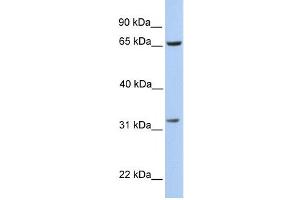 PBK antibody used at 1 ug/ml to detect target protein. (PBK antibody  (N-Term))