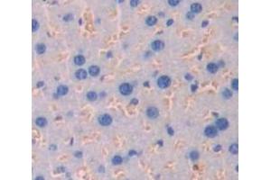 IHC-P analysis of Mouse Tissue, with DAB staining. (IFNAR1 antibody  (AA 104-341))
