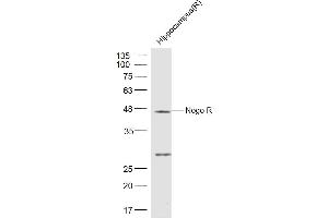 RTN4R antibody  (AA 151-350)