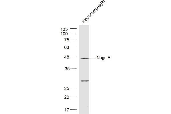 RTN4R antibody  (AA 151-350)