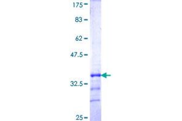 KCNJ15 Protein (AA 290-355) (GST tag)