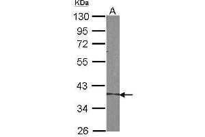 WB Image Sample (30 ug of whole cell lysate) A:NIH-3T3 10% SDS PAGE antibody diluted at 1:1000 (SERPINB5 antibody  (Center))