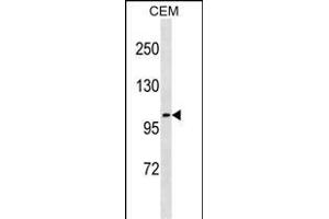 UNC5C Antibody (N-term) (ABIN1881983 and ABIN2838863) western blot analysis in CEM cell line lysates (35 μg/lane). (Unc5c antibody  (N-Term))