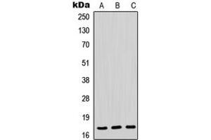 Western blot analysis of POLR2H expression in HeLa (A), mouse liver (B), rat liver (C) whole cell lysates. (POLR2H antibody  (N-Term))