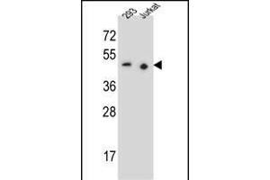 X9 Antibody (N-term) (ABIN655527 and ABIN2845040) western blot analysis in 293,Jurkat cell line lysates (35 μg/lane). (PAX9 antibody  (N-Term))