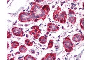 Anti-SH3BP4 antibody IHC of human breast.