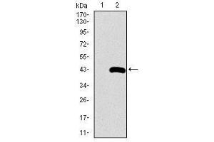 Image no. 1 for anti-Surfactant Protein C (SFTPC) antibody (ABIN1491610) (Surfactant Protein C antibody)