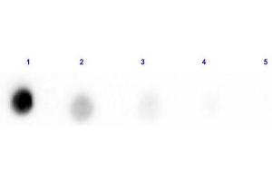 Dot Blot results of Human Transferrin Biotin Conjugated. (Transferrin Protein (TF) (Biotin))