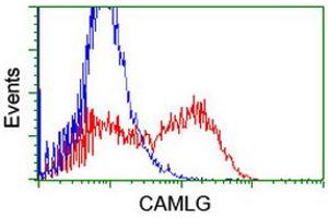 HEK293T cells transfected with either RC218292 overexpress plasmid (Red) or empty vector control plasmid (Blue) were immunostained by anti-CAMLG antibody (ABIN2455753), and then analyzed by flow cytometry. (CAMLG antibody)