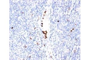 IHC staining of tonsil tissue with Granulocyte Marker antibody (BM-2). (Granulocyte Marker antibody)