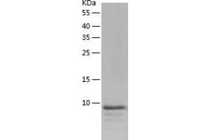 Western Blotting (WB) image for Coiled-Coil-Helix-Coiled-Coil-Helix Domain Containing 7 (CHCHD7) (AA 1-97) protein (His tag) (ABIN7122435) (CHCHD7 Protein (AA 1-97) (His tag))