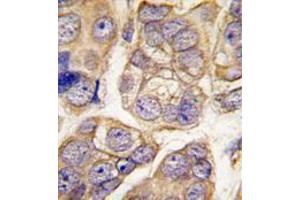 Image no. 2 for anti-Cadherin 13 (CDH13) (C-Term) antibody (ABIN356921) (Cadherin 13 antibody  (C-Term))