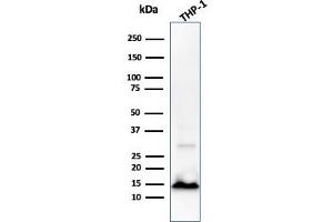 Western Blot Analysis of THP-1 cell lysate using Cystatin A Mouse Monoclonal Antibody (CPTC-CSTA-1). (CSTA antibody)