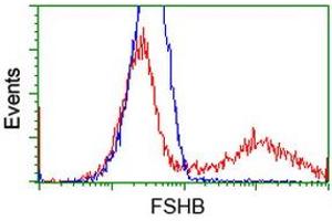 HEK293T cells transfected with either RC214616 overexpress plasmid (Red) or empty vector control plasmid (Blue) were immunostained by anti-FSHB antibody (ABIN2453049), and then analyzed by flow cytometry. (FSHB antibody)