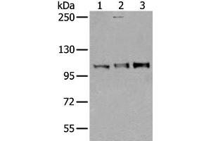 Western blot analysis of Mouse testis tissue Jurkat and A549 cell lysates using USO1 Polyclonal Antibody at dilution of 1:350 (USO1 antibody)
