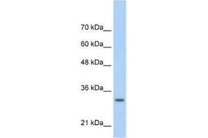 Western Blotting (WB) image for anti-Transcription Factor MafB (MAFB) antibody (ABIN2460785) (MAFB antibody)