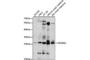 Western blot analysis of extracts of various cell lines, using HOXB13 antibody (ABIN7267765) at 1:1000 dilution. (HOXB13 antibody  (AA 50-150))